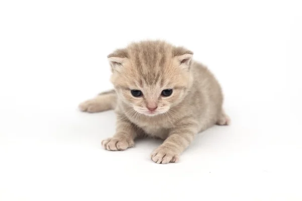고립 된 고양이 — 스톡 사진