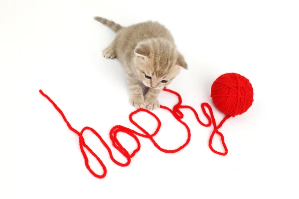快乐猫 — 图库照片