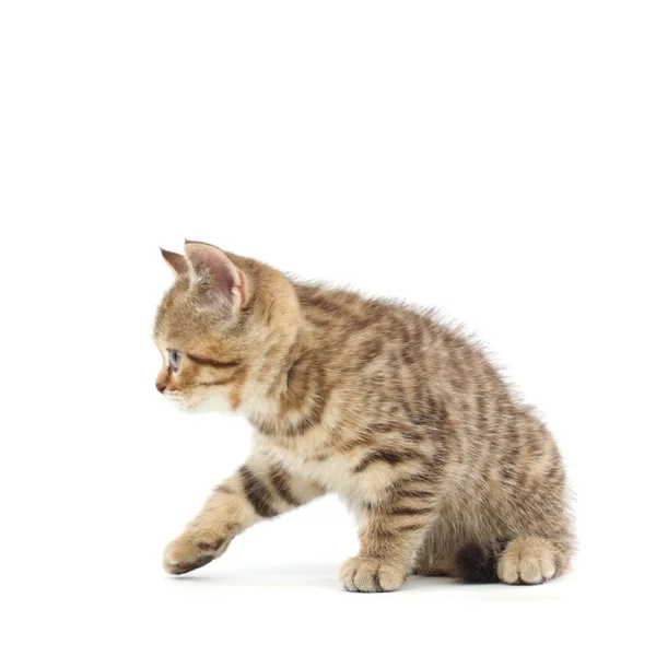Isolated cat — Stock Photo, Image