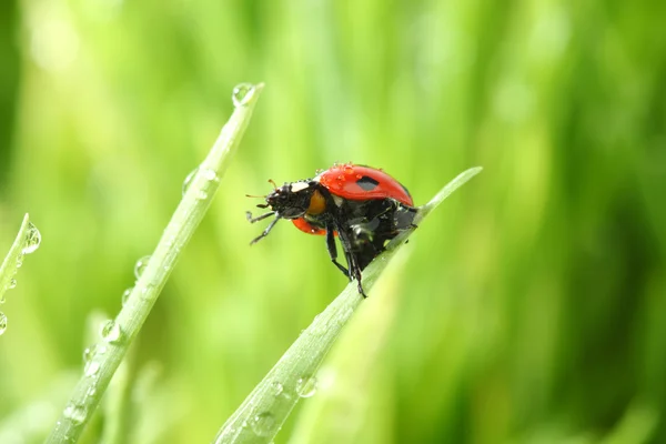 Uğur böceği çimenlerin üzerinde — Stok fotoğraf