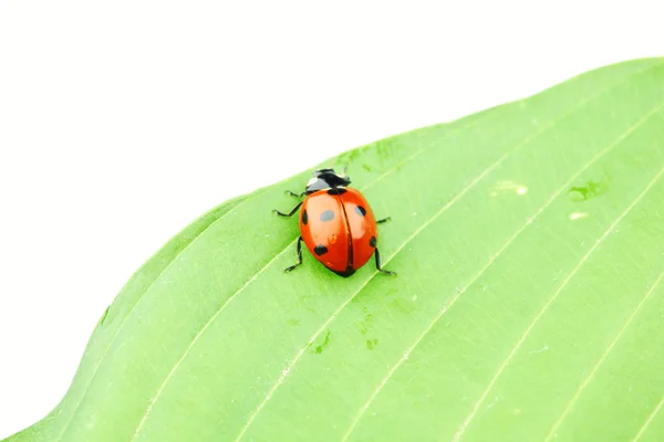 Uğur böceği yaprak üzerinde — Stok fotoğraf
