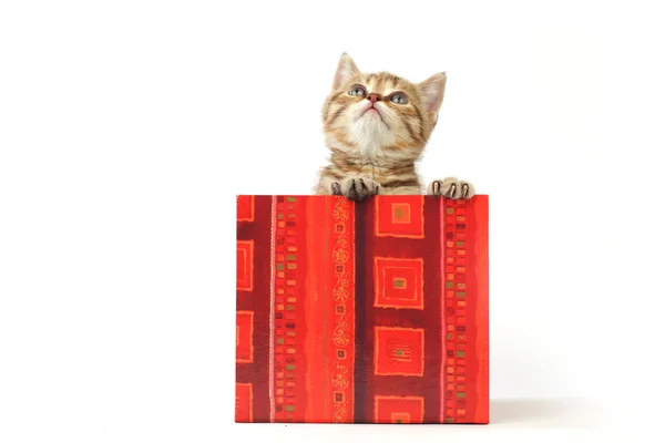Cat in gift box Royalty Free Stock Photos