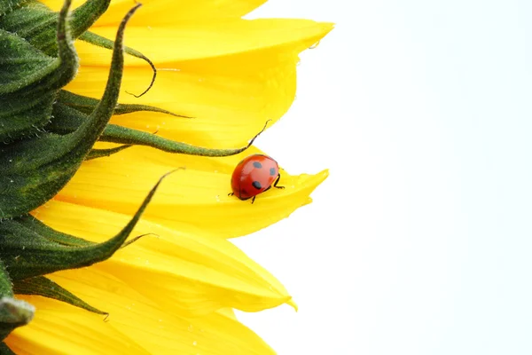 Lieveheersbeestje op zonnebloem — Stockfoto