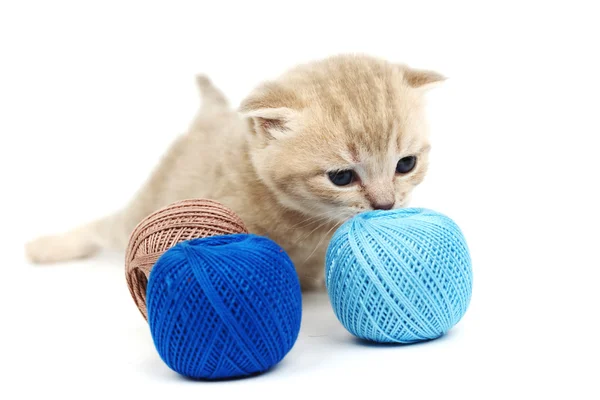 Cat and blue wool ball — Stock Photo, Image