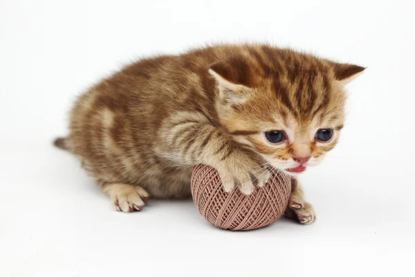Kot i szary piłka wełny — Zdjęcie stockowe