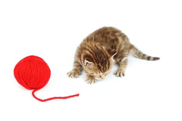 Kedi ve kırmızı yün topu — Stok fotoğraf