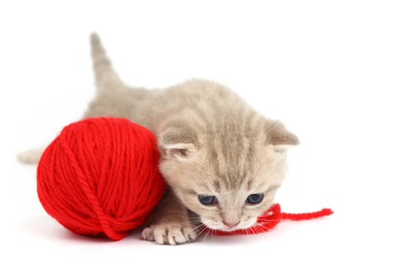Gato y bola de lana roja —  Fotos de Stock