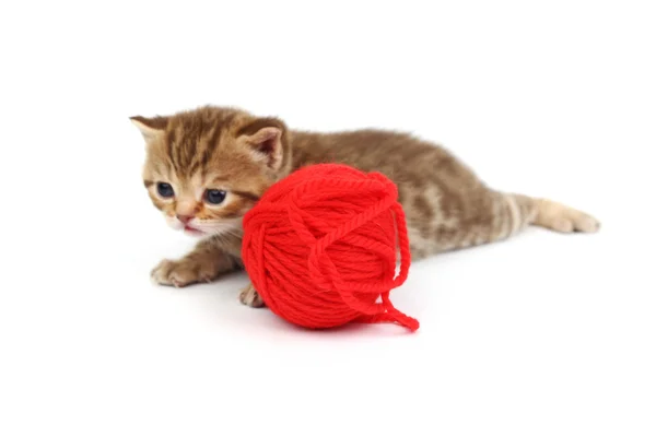 猫和红色羊毛球 — 图库照片