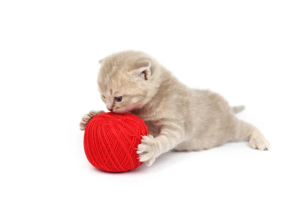 Kočka a červené vlny ball — Stock fotografie