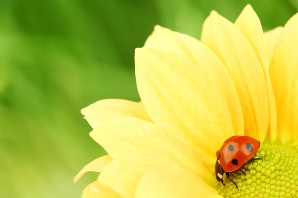 Lieveheersbeestje op gele bloem — Stockfoto