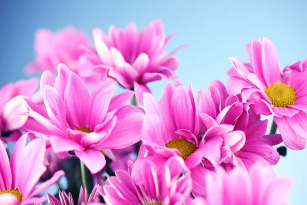 Chryzantéma růžová — Stock fotografie