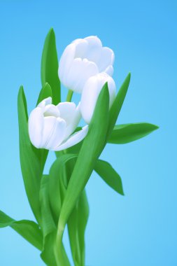 White tulip clipart