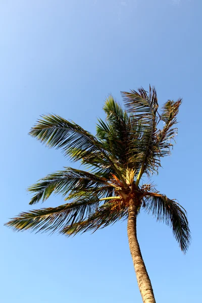 Palm in blauwe hemel — Stockfoto