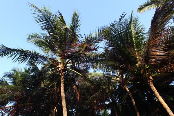 Mavi gökyüzünde palmiye — Stok fotoğraf