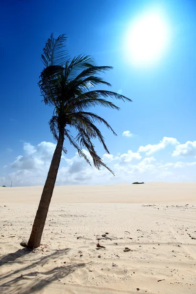 Desert palm — Stock Fotó