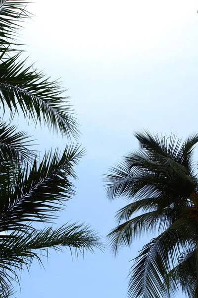 Пальма в голубом небе — стоковое фото