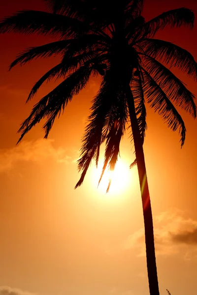 Sunrise palm — Stock fotografie