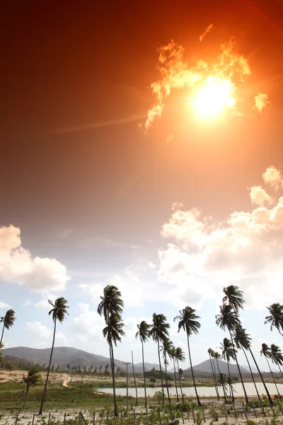 Sunrise palm — Stock Photo, Image