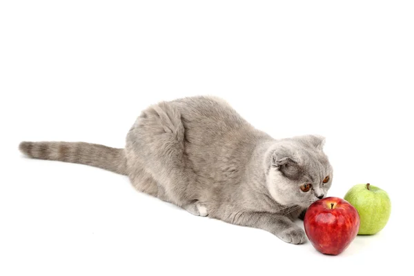 Kot jabłka — Zdjęcie stockowe