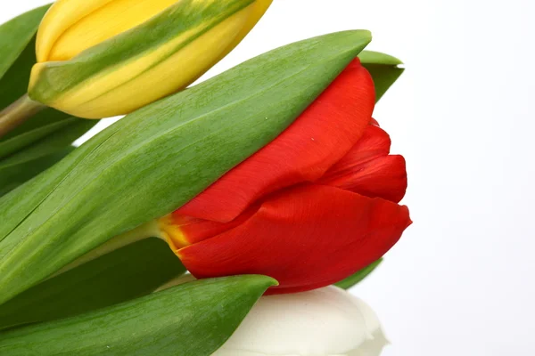 Цветные тюльпаны — стоковое фото