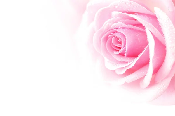 Pink rose — Stock Photo, Image