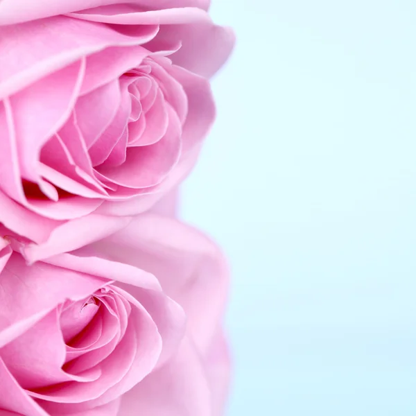 Růžová růže — Stock fotografie