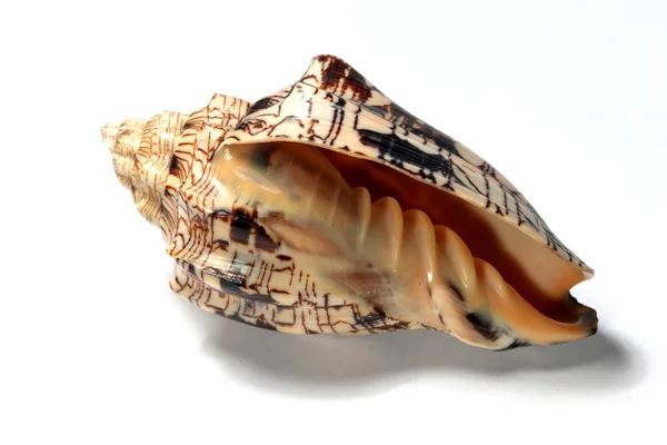 Izole deniz kabuğu — Stok fotoğraf