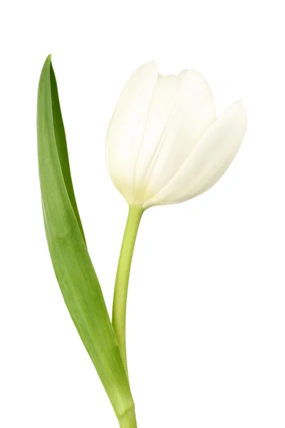 Tulipa branca — Fotografia de Stock