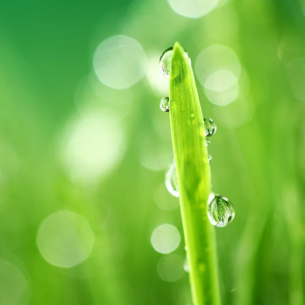 Natura trawa tło — Zdjęcie stockowe