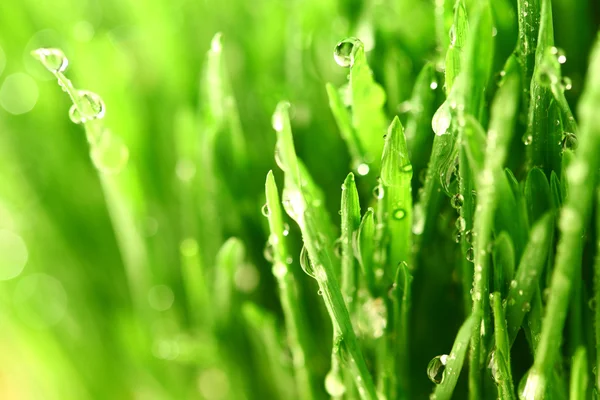 Grass nature background — Stock Photo, Image