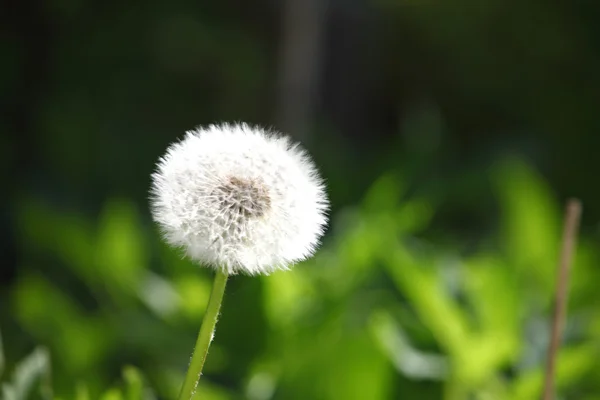 White dandelion — Stock Photo, Image