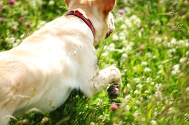 Dog play in grass clipart