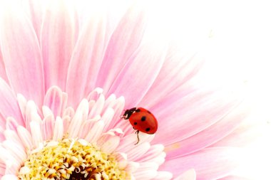 Ladybug on pink flower clipart