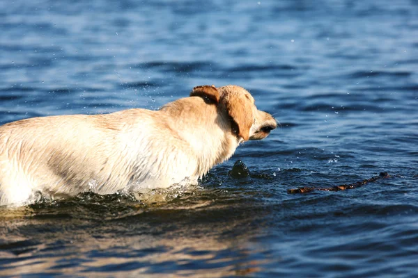 Hundespiel im Wasser — Stockfoto