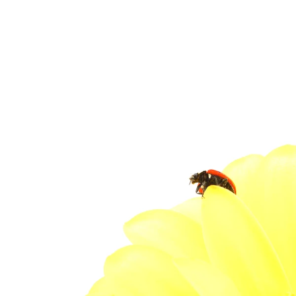 黄色の花のテントウムシ — ストック写真