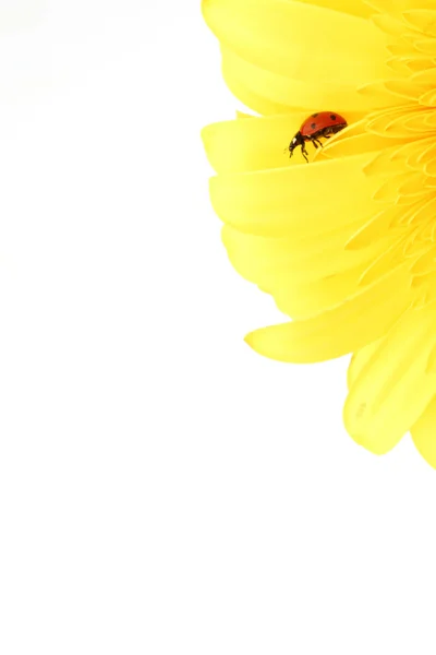 Mariquita en flor amarilla — Foto de Stock
