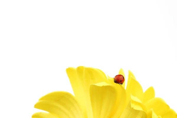 Сонечко на жовтій квітці — стокове фото