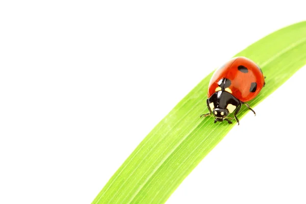 草地上的瓢虫 — 图库照片