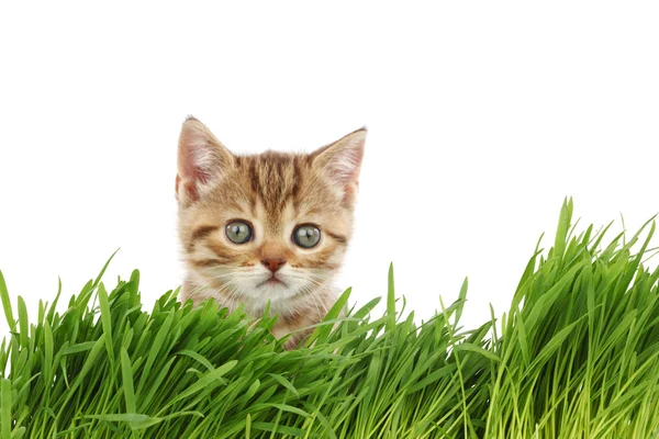 Кішка позаду трави — стокове фото