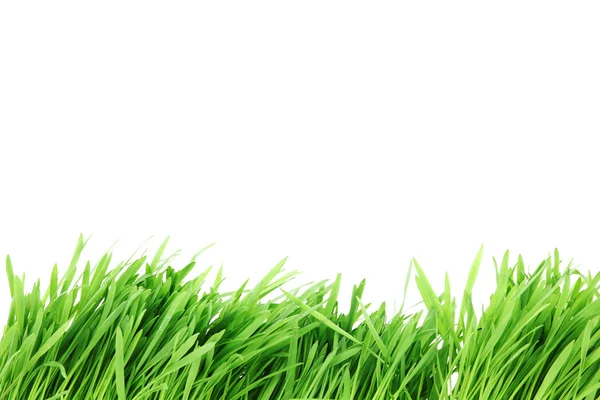 Isolerade gräs — Stockfoto