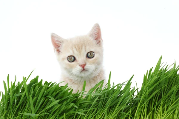 Gato detrás de hierba —  Fotos de Stock