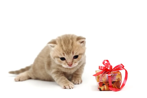 Gato aislado y regalo — Foto de Stock