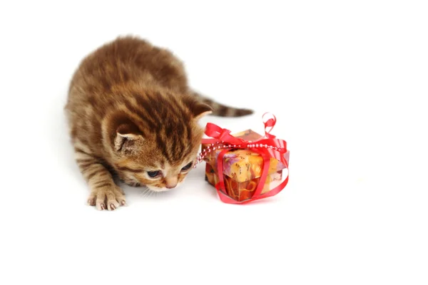 Gato aislado y regalo — Foto de Stock