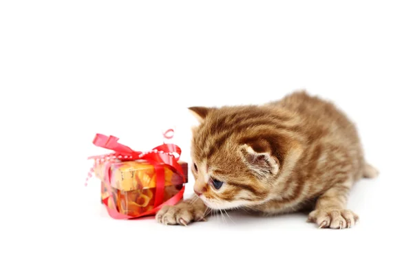 Isolert katt og gave – stockfoto