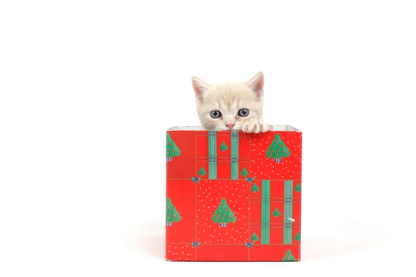 Chat dans une boîte cadeau — Photo
