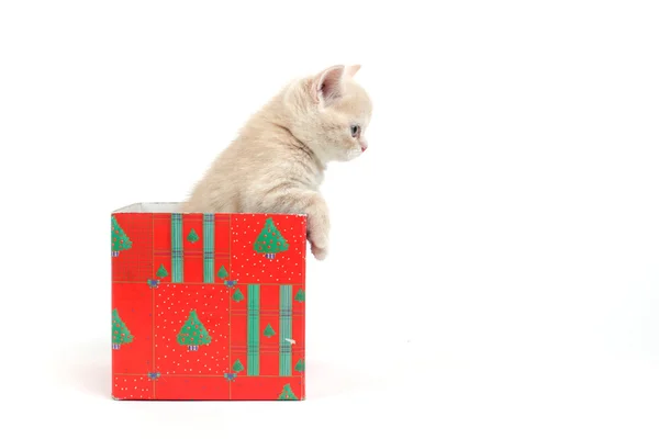Γάτα στο κιβώτιο δώρων — Φωτογραφία Αρχείου