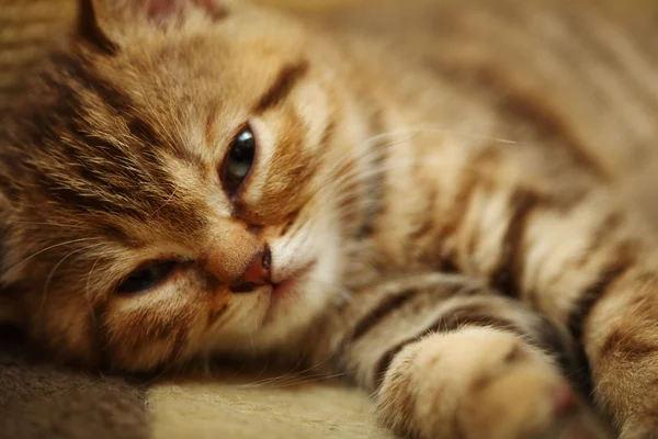 Gatito soñoliento —  Fotos de Stock