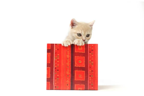 Katze im Geschenkkarton — Stockfoto