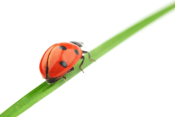 Marienkäfer auf Gras — Stockfoto