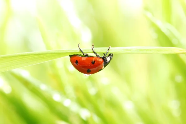 Kumbang kecil di rumput — Stok Foto